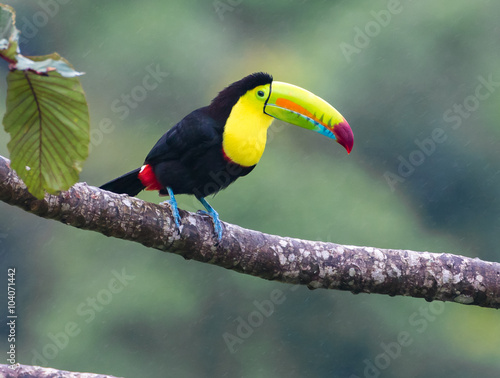Sitting Pretty...A keel-billed Toucan, also called a rainbow Toucan  waits patiently for his friends.  Taken in the rain forest in Costa Rica