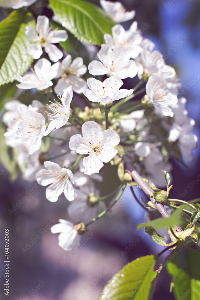 Apple Spring white flowers on a tree branch. Apple tree in bloom. Spring, seasons, time of year. White flowers of Apple tree Apple Spring white flowers on a tree branch. Apple tree in bloom. Spring, seasons, time of year. White flowers of Apple tree