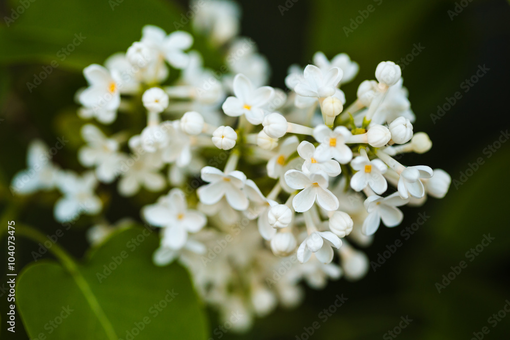 bunch of white lilac