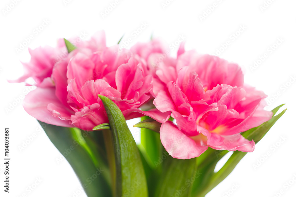 blooming pink tulips