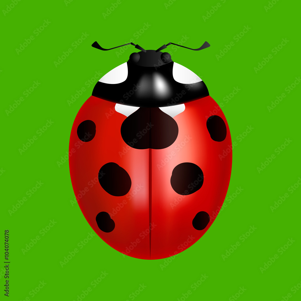ladybird on a green background ladybird on a green background