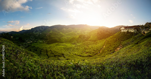  Tea plantation in Cameron highlands  Malaysia