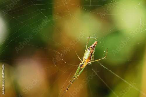 Green Spider on spider web with small in nature