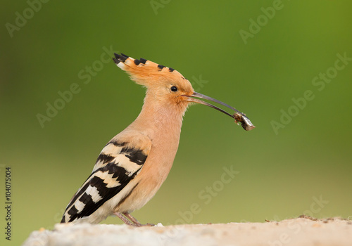 Eurasian hoopoe with insect in the beak, closeup, clean green background, Hungary, Europe © mzphoto11