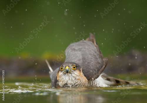 Sparrowhawk taking bath in drinking pond  clean green background  Hungary  Europe