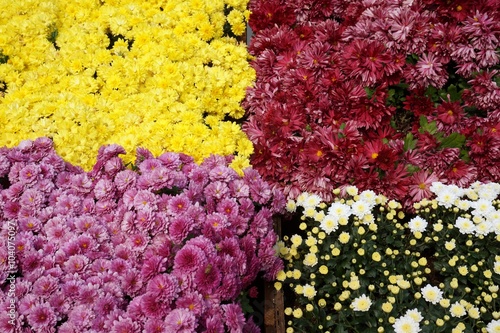 colorful of chrysanthemum
