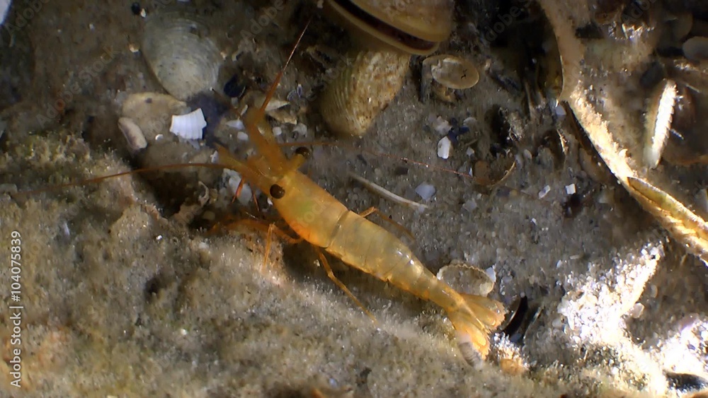 Shrimp of characteristic rusty color on a fragment of of the wreck, top view.
Shrimp of characteristic rusty color on a fragment of of the wreck, top view.