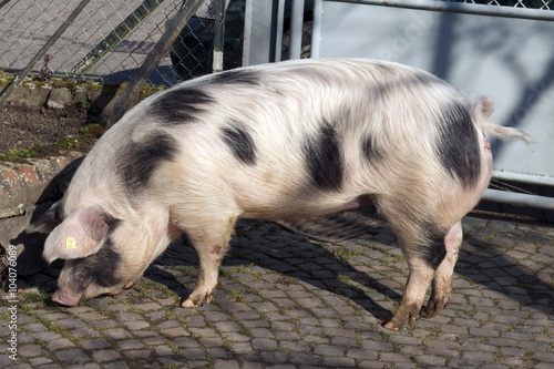 Buntes Bentheimer Schwein, Sus scrofa domesticus photo