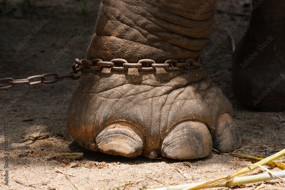 Fototapeta premium Asian elephant (Elephas maximus) leg with iron chain