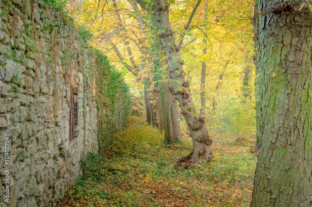 Naklejka premium Geisterwald im Nebel