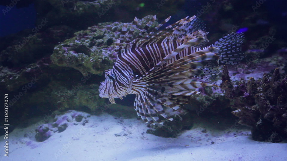 Underwater, Underwater World, corals and beautiful fish Underwater, Underwater World, corals and beautiful fish