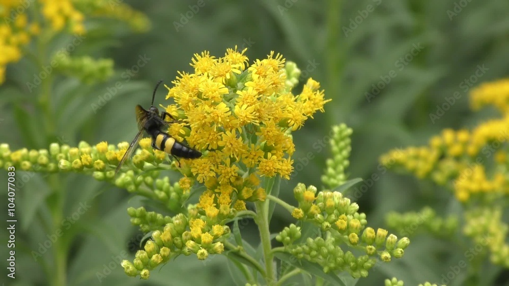 Insect collects nectar in the flower goldenrod Insect collects nectar in the flower goldenrod