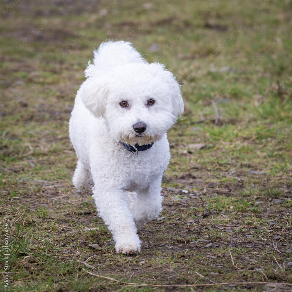 Dog Running and Playing