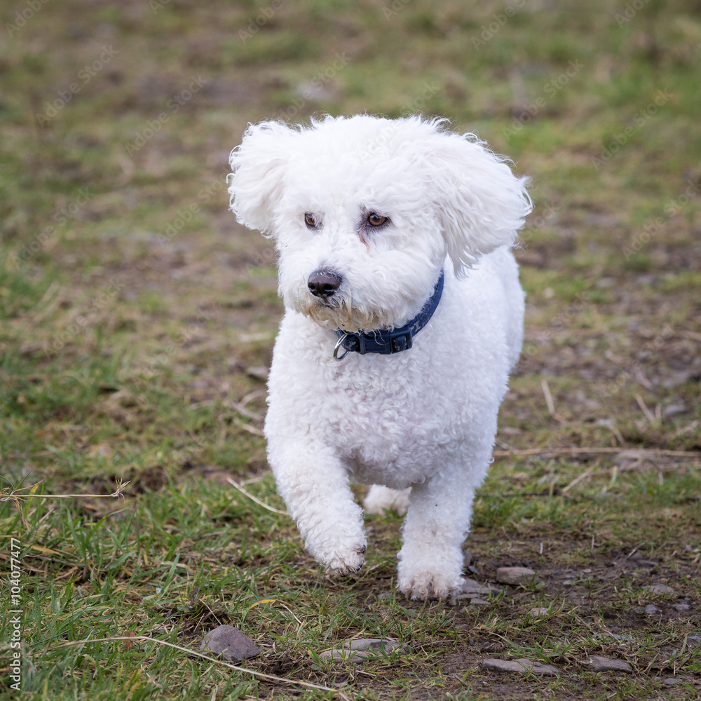 Dog Running and Playing