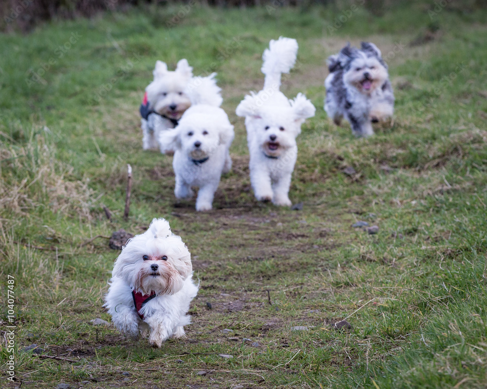 Dog Running and Playing Dog Running and Playing