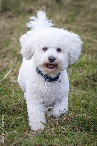 Dog Running and Playing