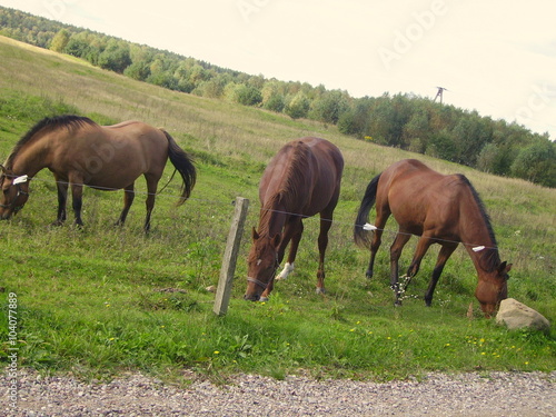 Wallpaper Mural Konie Torontodigital.ca