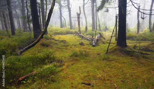 In the middle of Rychory, unique part of Krkonose National Park, Czech Republic photo