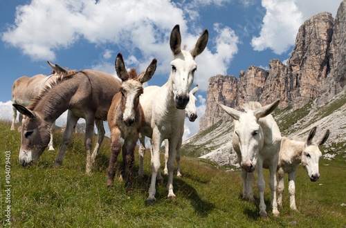 Group of Donkey - Equus africanus asinus