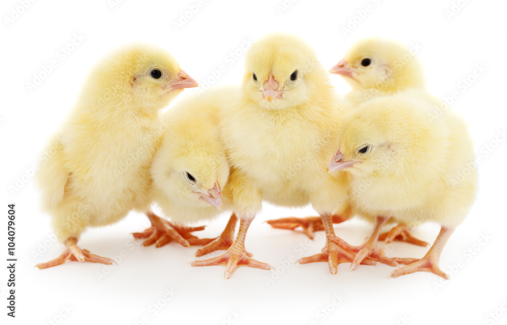 Fototapeta premium Five cute chicks.