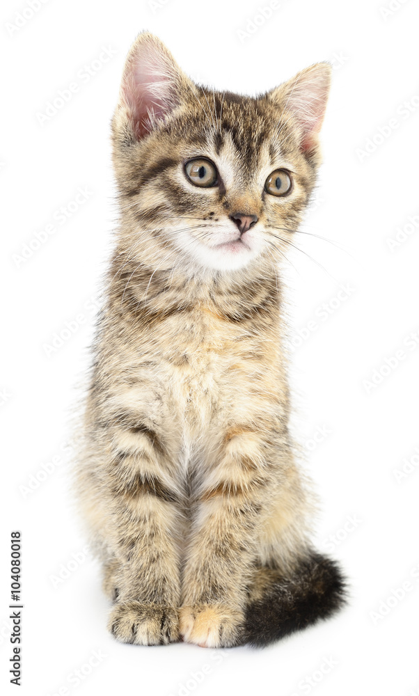 Kitten on a white background Kitten on a white background