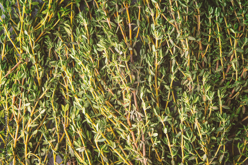 Thyme sprigs background