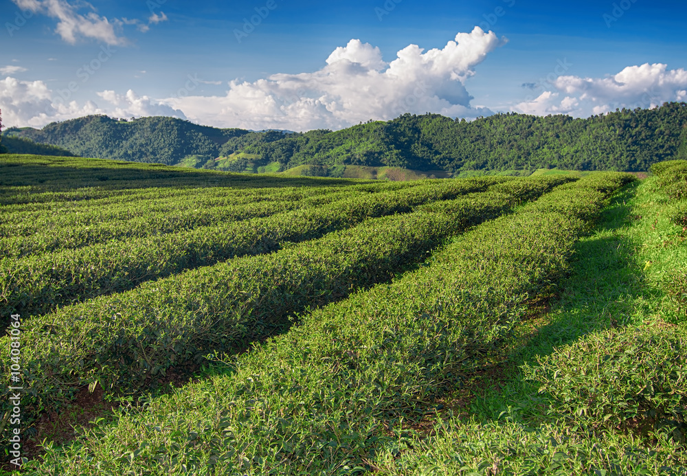 Tea plantation valley at blue cloudy sky in Mae Salong, Thailand.