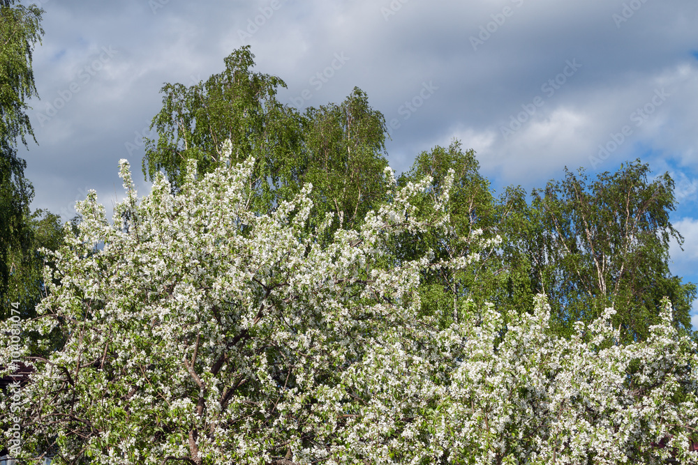 spring flowering