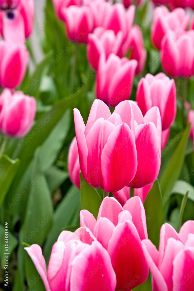 Obraz premium beautiful tulips in the garden closeup