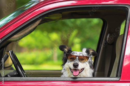 Border Collie Australian Shepherd mix dog canine in car driver seat with sunglasses looking happy hot excited ready cute adorable adventurous