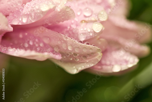 image of beautiful flower close-up