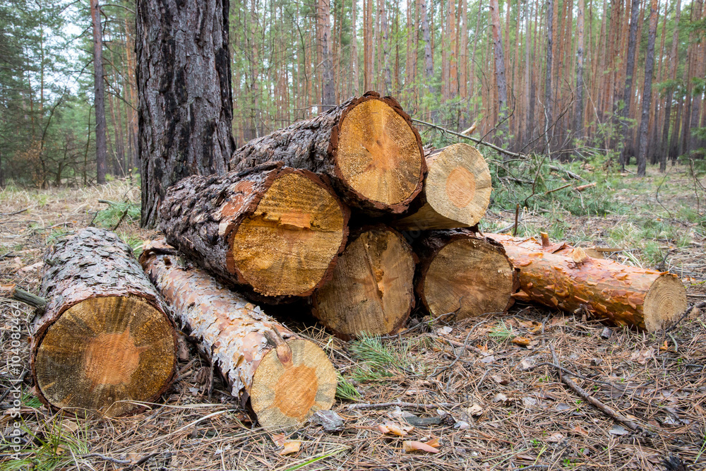 Firewood store in forest Firewood store in forest