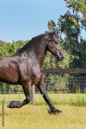 Brown black frisian / friesian horse trotting running moving slowly doing dressage in a field meadow paddock pasture looking graceful elegant beautiful handsome dashing dapper © Lindsay_Helms