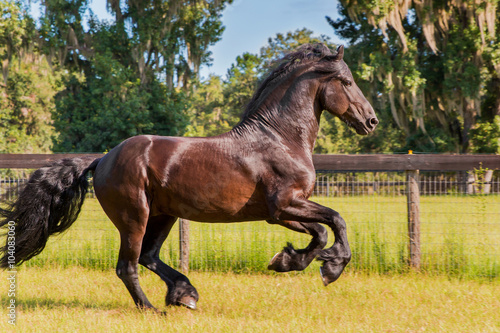 Brown black frisian / friesian horse galloping cantering running slowly in a field meadow paddock pasture looking graceful elegant handsome 