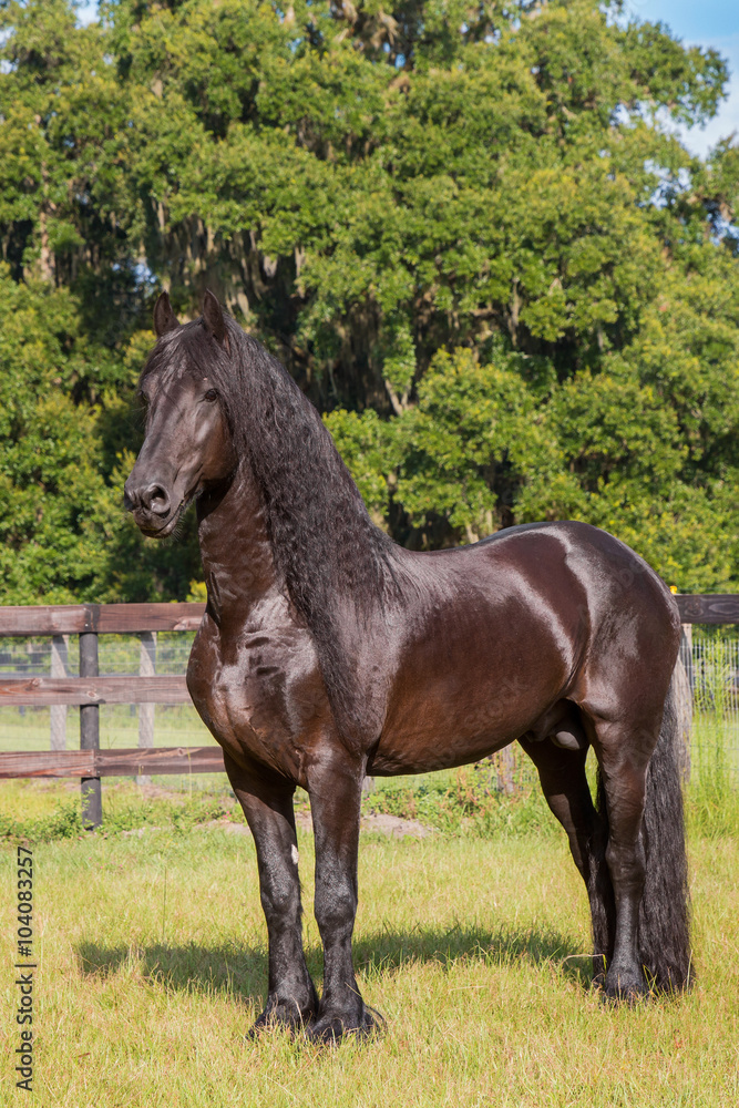 Brown black frisian / friesian horse standing still not moving waiting  watching in a fenced field meadow paddock pasture looking elegant handsome  regal with a long mane and tail Stock Photo