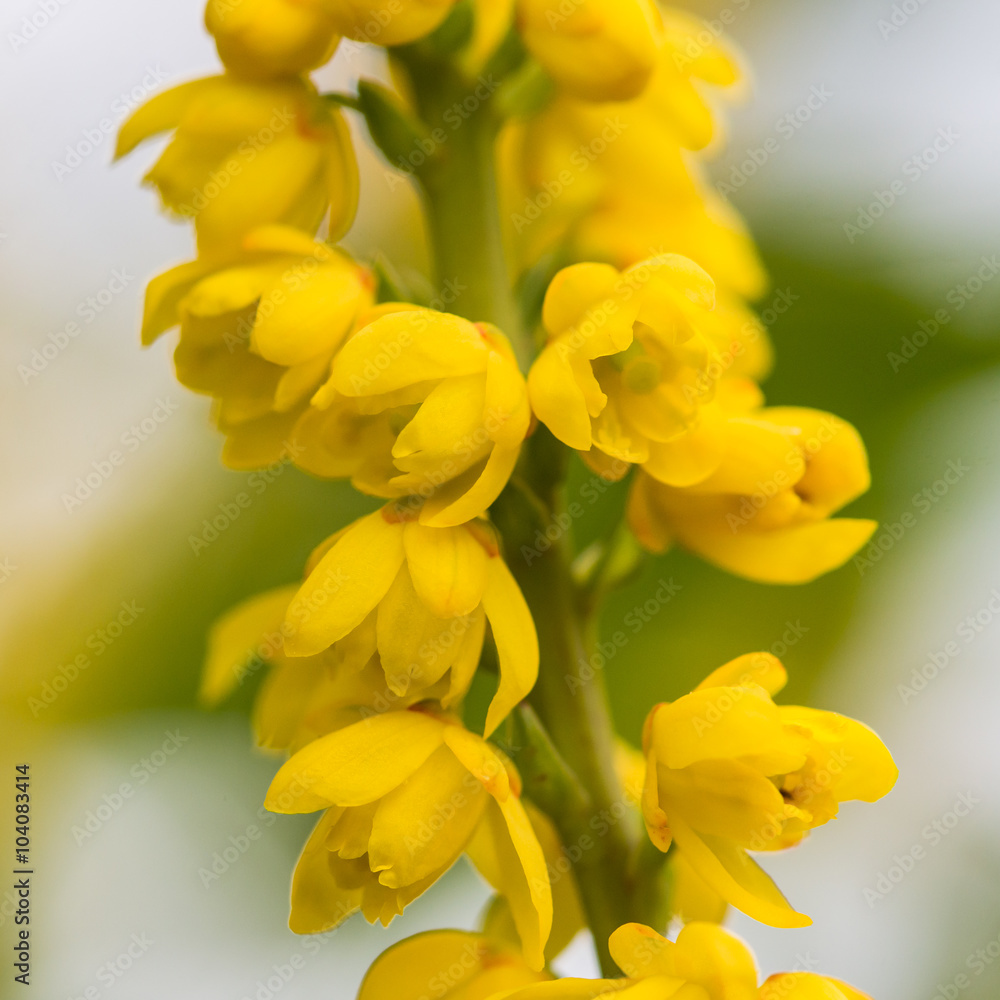 Mahonia Japonica Spike Mahonia Japonica Spike