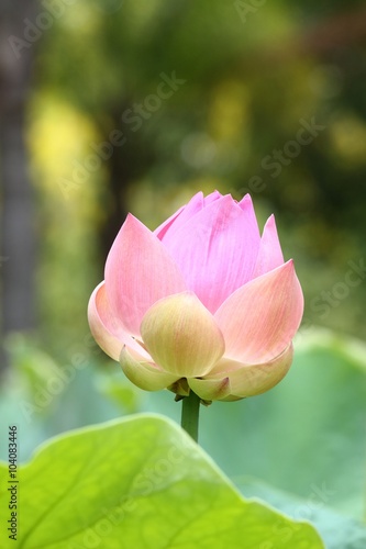 Fototapeta Naklejka Na Ścianę i Meble -  Beautiful pink bud of Lotus flower, lat.Nelumbo lucifera