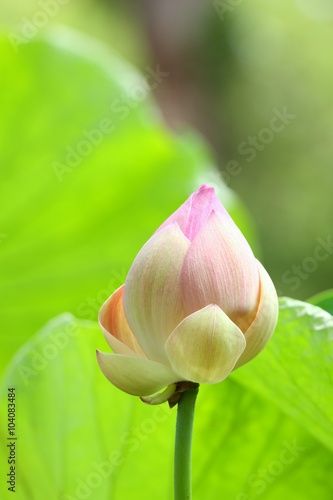 Beautiful pink bud of Lotus flower  lat.Nelumbo lucifera