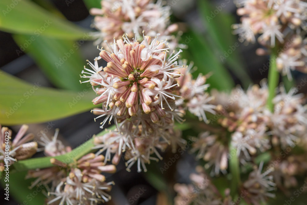 Flowers of Dracaena fragrans are blossom Flowers of Dracaena fragrans are blossom