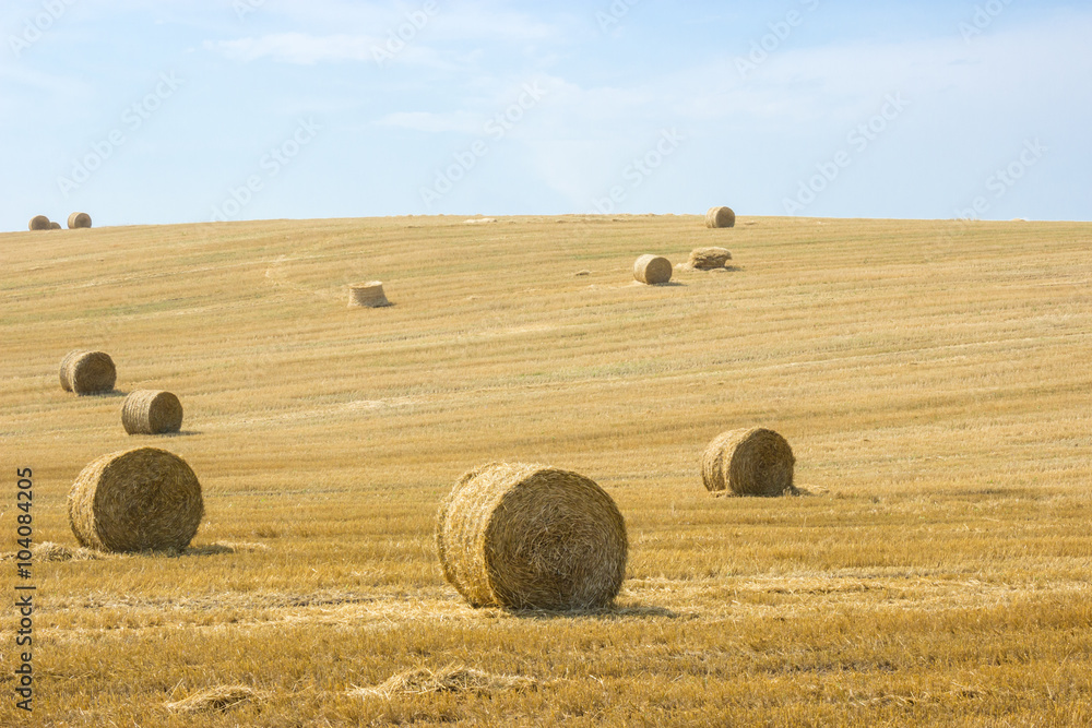 Round bales of straw in the meadow