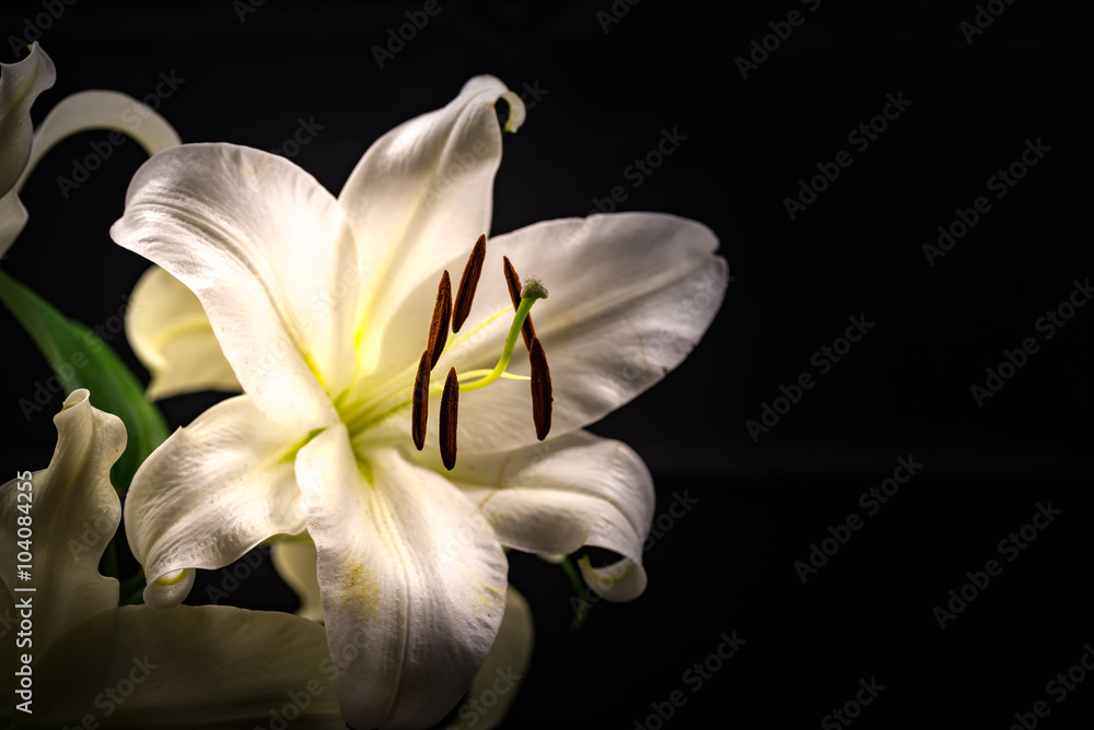 Obraz premium Lily, zbliżenie, makro.