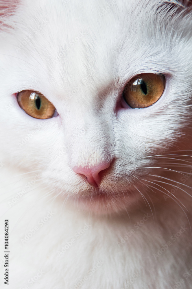 White cat with gold eyes hotsell