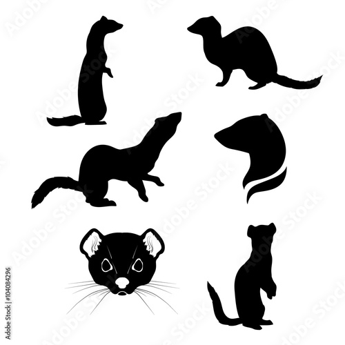  Ermine set vector