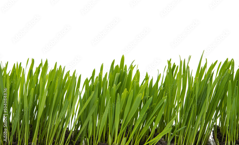Fototapeta premium green grass isolated