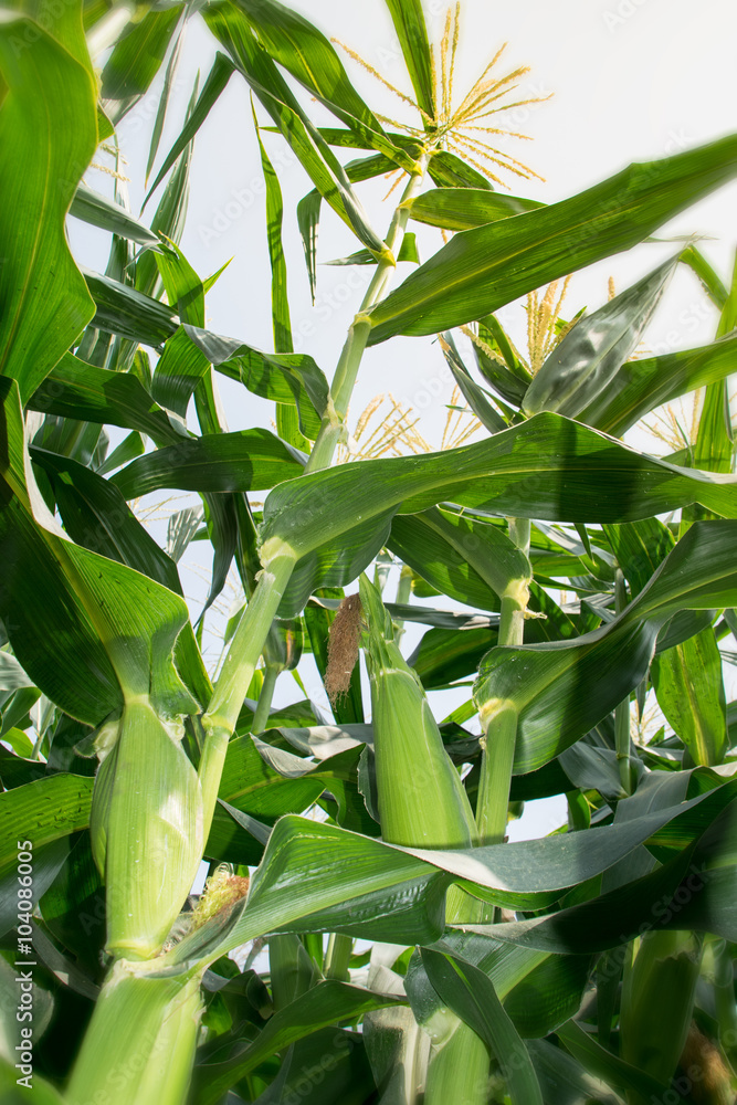 Corn tree is corn with green Corn Cob and blooming Corn tree is corn with green Corn Cob and blooming