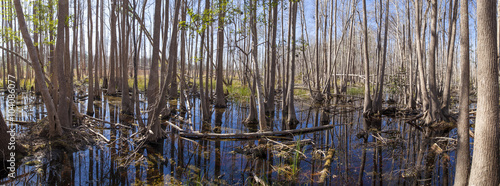 Canvas Print panorama of the Okefenokee swamp
