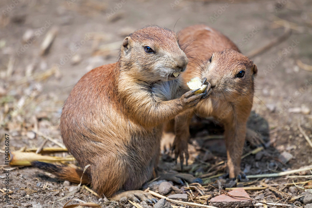 Pair prairie dog (genus cynomys) Pair prairie dog (genus cynomys)