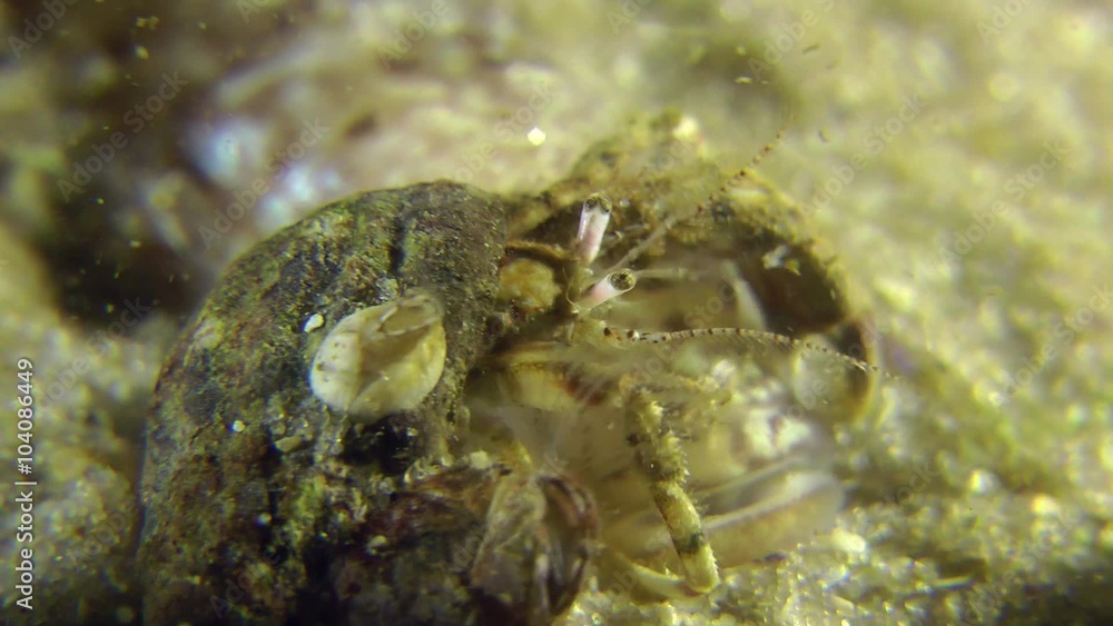 Half-buried in the sand Monkey goby through which creep hermit crabs, close-up.
Half-buried in the sand Monkey goby through which creep hermit crabs, close-up.