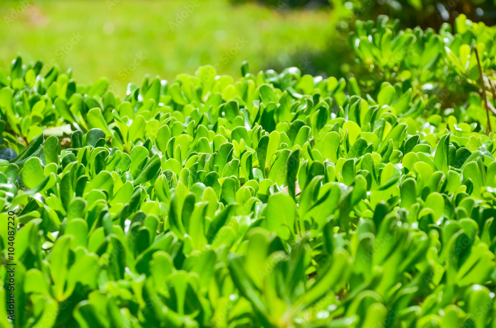 green bush leaves the surface illuminated by the sun green bush leaves the surface illuminated by the sun