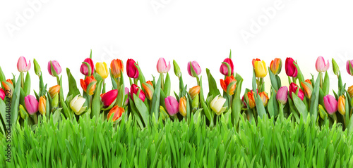  tulips and grass border